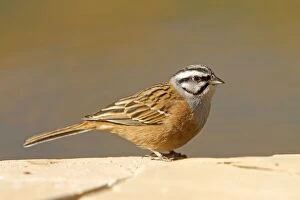 Rock Bunting - adult male