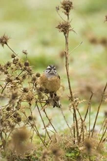 Images Dated 22nd February 2006: Rock Bunting - female, February. Southern Spain