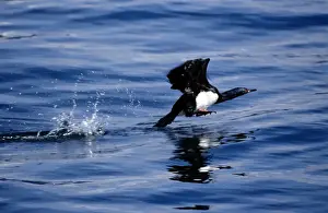 Cormorants Prints: Rock Cormorant
