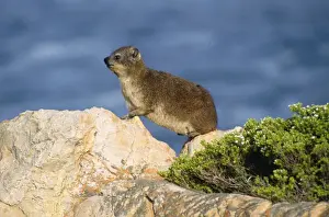 Hyrax Prints: Rock Dassie / Hyrax