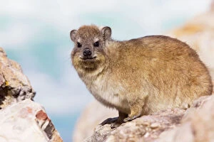 Images Dated 5th September 2009: Rock Dassie / Rock Hyrax