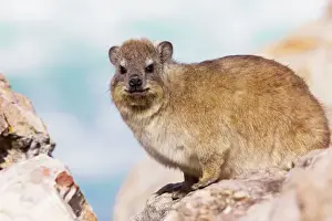 South Africa Prints: Rock Dassie / Rock Hyrax - South Africa