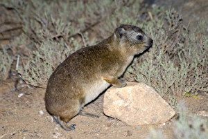 Images Dated 20th February 2007: Rock Dassie standing with fore legs on stone. Mountain Zebra National Park, Eastern Cape