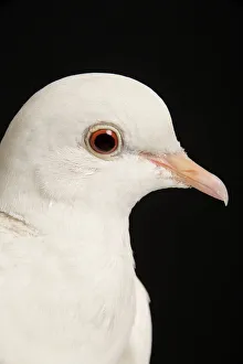 Images Dated 6th June 2005: Rock Dove