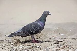 Images Dated 12th November 2011: Rock Dove - on the beach