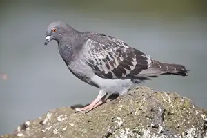 Doves Prints: Rock Dove On a rock at Western Springs, Auckland, New Zealand
