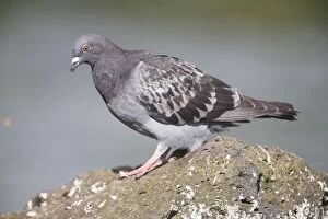 Images Dated 20th May 2008: Rock Dove On a rock at Western Springs, Auckland, New Zealand