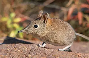 Rock Elephant Shrew VAN 6 Marakele National Park, South Africa. Elephantulus myurus © Ingrid van den Berg / ardea. com