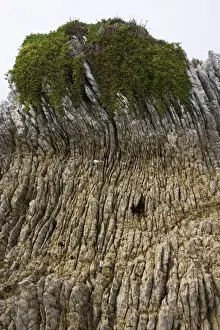 Rock formations - Oligocene tilted folded vertical limestone rocks on coast of Kaikoura. South Island - New Zealand