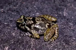 Rock frog
