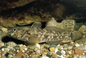 Goby Prints: Rock Goby