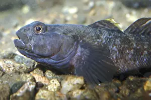 Mediterranean Prints: Rock goby, coastal Europe & Mediterranean