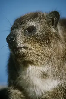 Rock Hyrax - close up of an adult