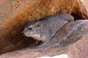 Images Dated 11th March 2009: Rock Hyrax / Dassie