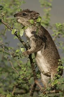 Images Dated 18th August 2004: Rock Hyrax - in tree. Lake Bogoria - Kenya - Africa