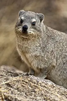 Rock hyraxes - Portrait - Namibia