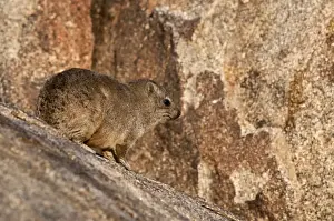 Hyrax Prints: Rock hyraxes - on rock - Namibia