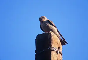 Martins Prints: Rock Martin - perched on post Namibia, Africa