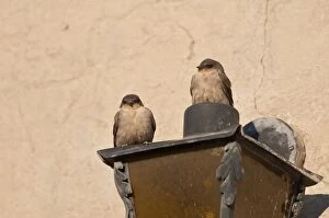 Rock martins - perched on side of building
