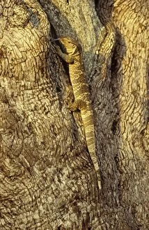 Rock Monitor / White-throated Monitor - hunting in a tree