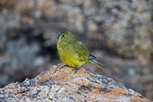 Rock Parrot - on rocks at the beach