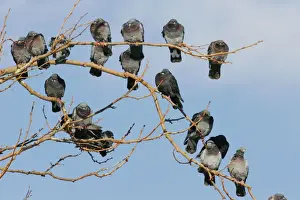 Rock Pigeon / Columba livia