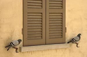 Images Dated 10th June 2007: Rock Pigeon / Rock Dove - perching at a window facade