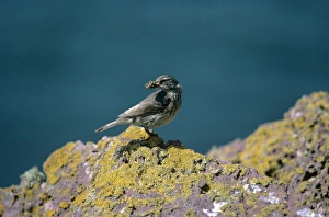 Images Dated 8th November 2010: Rock Pipit