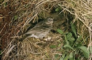 Images Dated 8th November 2010: Rock Pipit