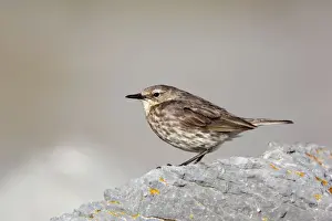 Pipit Prints: Rock Pipit - Cornwall - UK