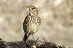 Images Dated 24th December 2010: Rock Pipit - Cornwall - UK