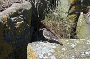 Images Dated 20th May 2010: Rock pipit - on rock - food in bill