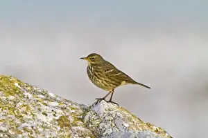 Pipit Prints: Rock Pipit - on rock near seashore 8663
