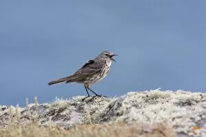Rock Pipit - Single adult calling while perching on lichen covered rock