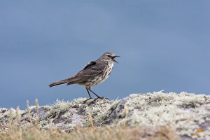 Rock Pipit - Single adult calling while perching on lichen covered rock Rock Pipit - Single adult calling while perching on lichen covered rock