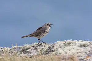 Pipit Prints: Rock Pipit - Single adult calling while perching on lichen covered rock