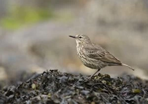 Images Dated 25th June 2013: Rock Pipit - standing on a bolder covered in
