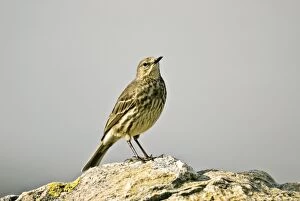 Images Dated 11th May 2008: Rock Pipit - Standing on rock - Mull - Scotland
