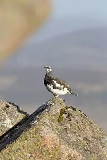 Images Dated 31st March 2012: Rock Ptarmigan - male moulting into summer plumage
