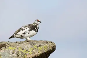 Rock Ptarmigan - male moulting into summer plumage - Cairngorm, Scotland, UK