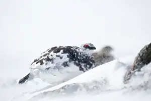 Rock Ptarmigan - male in snow - Cairngorm, Scotland, UK