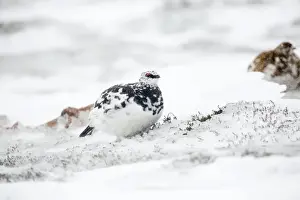 Rock Ptarmigan - male in snow - Cairngorm, Scotland, UK