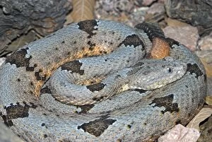 Images Dated 27th April 2007: Rock Rattlesnake. Coiled in habitat showing rattle. Arizona, USA