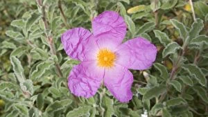 Images Dated 11th September 2007: Rock Rose - Flower