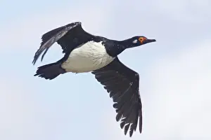 Shags Prints: Rock Shag - In flight Phalocrocorax magellanicus Stanley Falklands BI008586