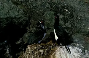 Shags Prints: Rock shag, pair at nest