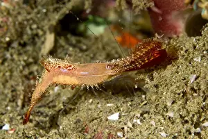 Shrimps Prints: Rock Shrimp - Indonesia