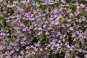 Images Dated 6th May 2007: Rock soapwort ( Saponaria ocymoides) in flower, Cevennes, France