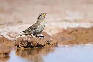 Passerines Prints: Rock Sparrow - drinking at pool - Spain