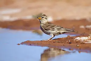 Passerines Prints: Rock Sparrow - at pool - Spain